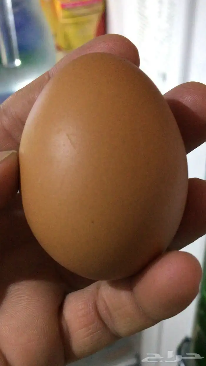 بيض دجاج لوهمان براون ألماني بيور مخصب 2