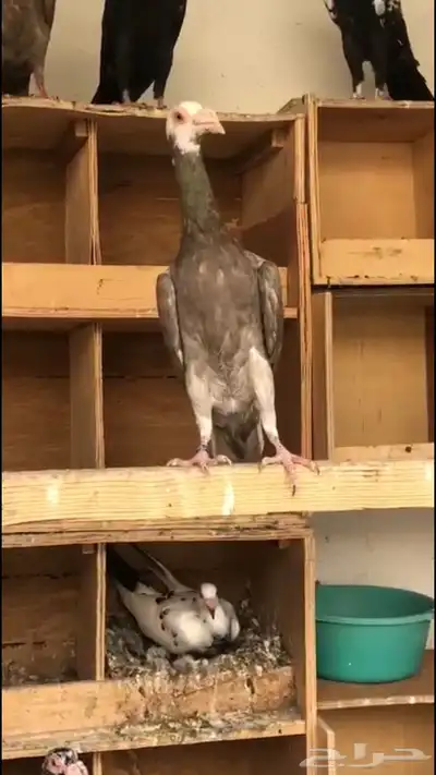 حمام لورنسات index