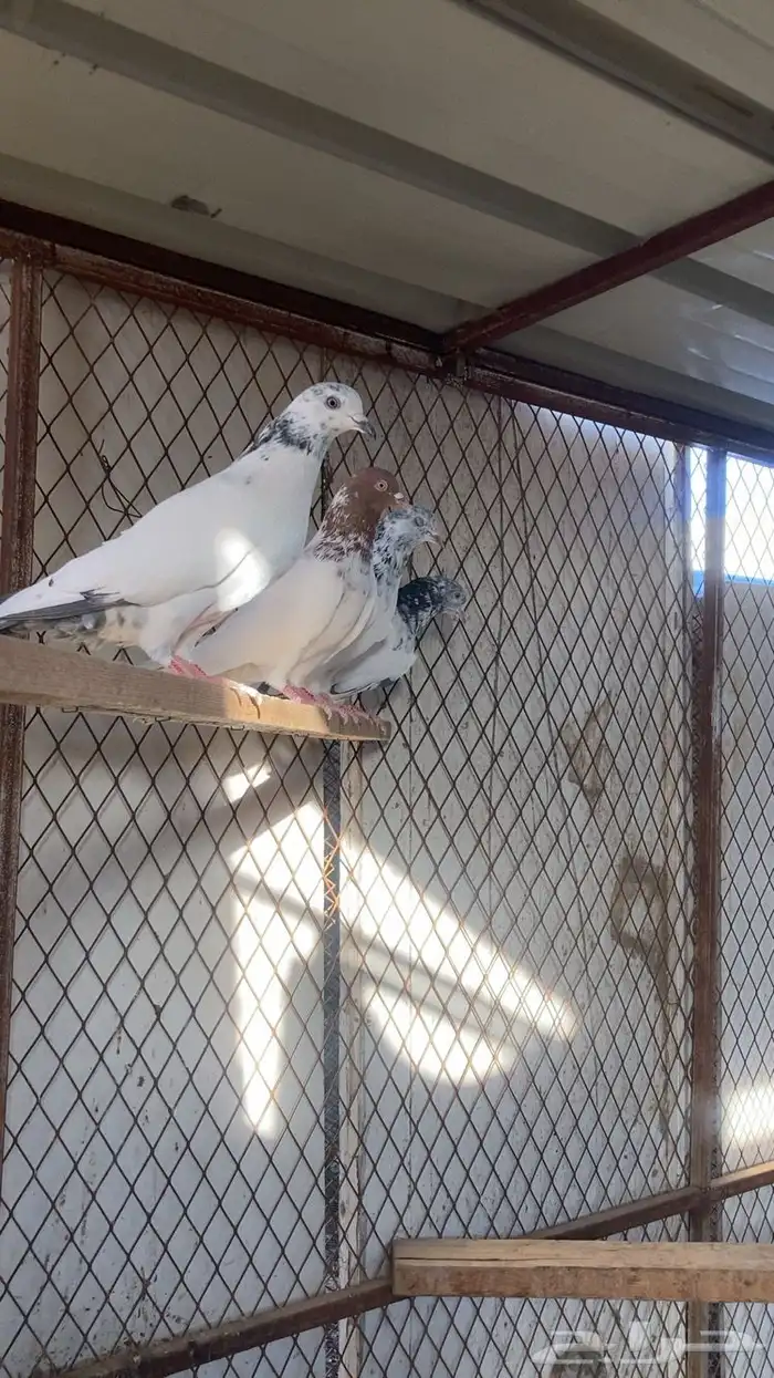 حمام باكستاني للبيع . 0