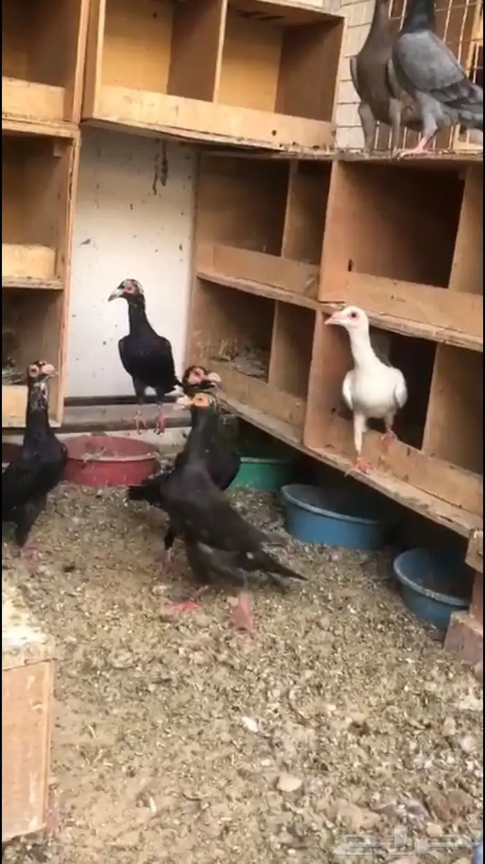 حمام لورنسات 3