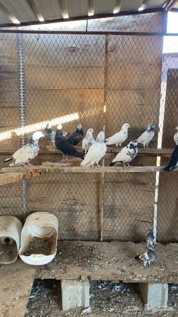 حمام باكستاني للبيع . 1