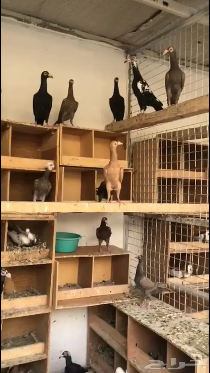 حمام لورنسات 2