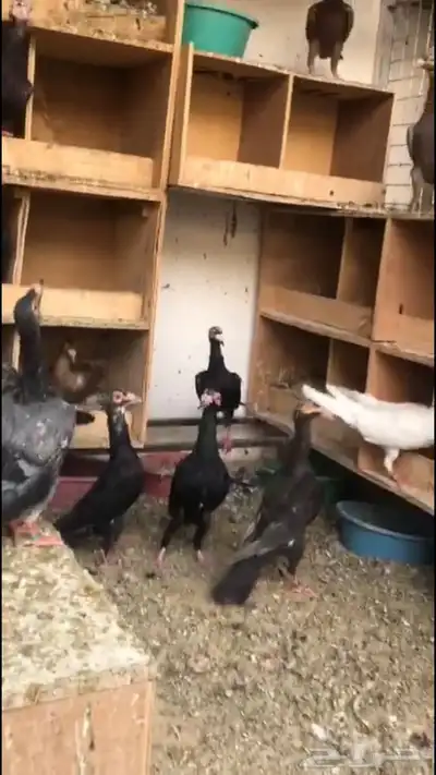 حمام لورنسات index