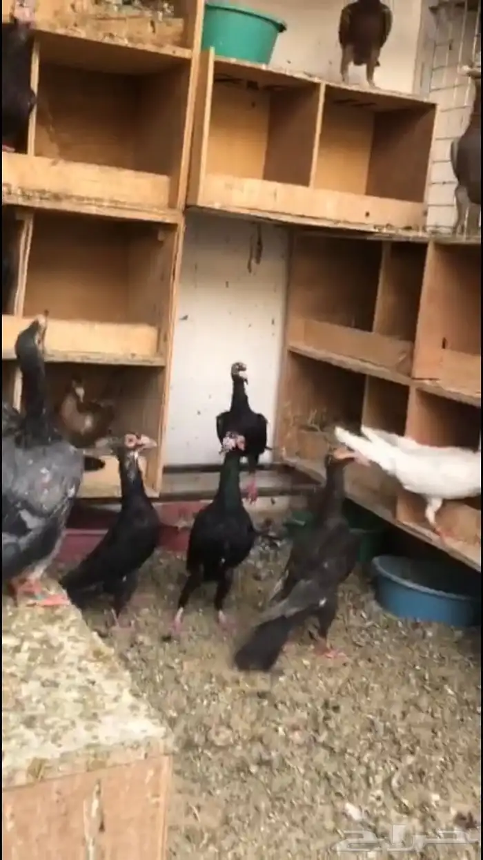 حمام لورنسات 4