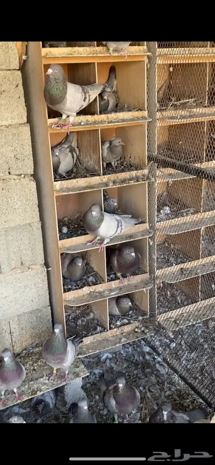 القصيم - القرين 2