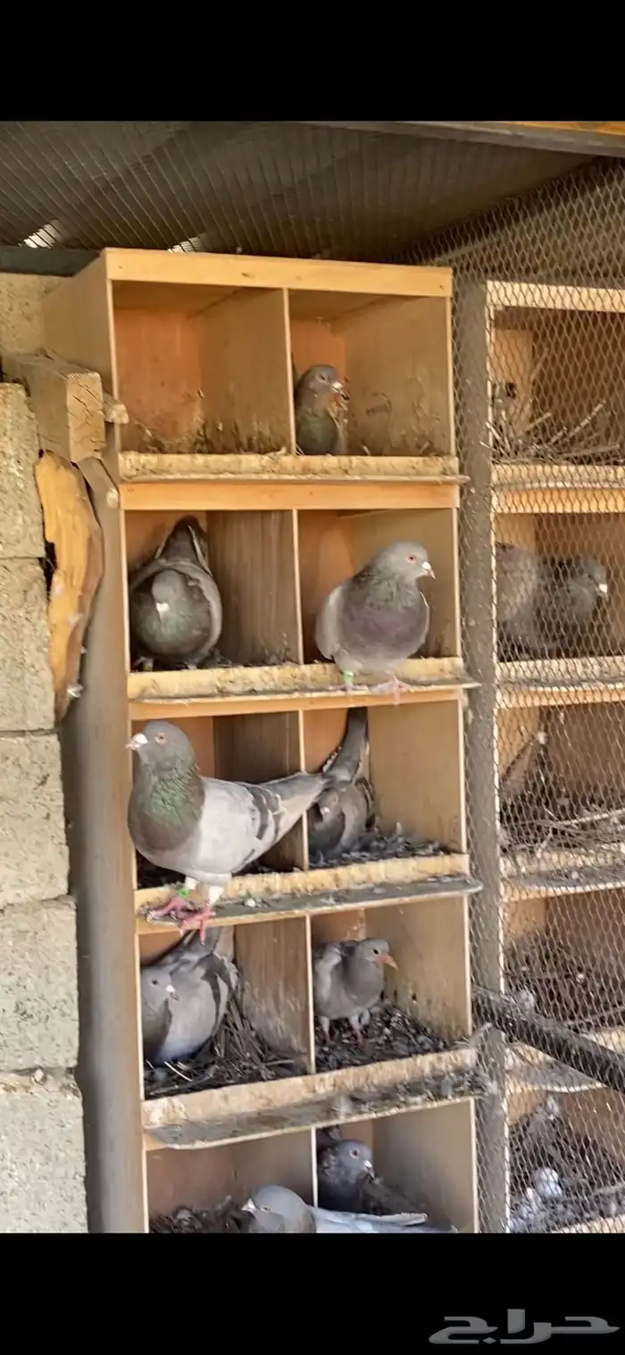 القصيم - القرين 1