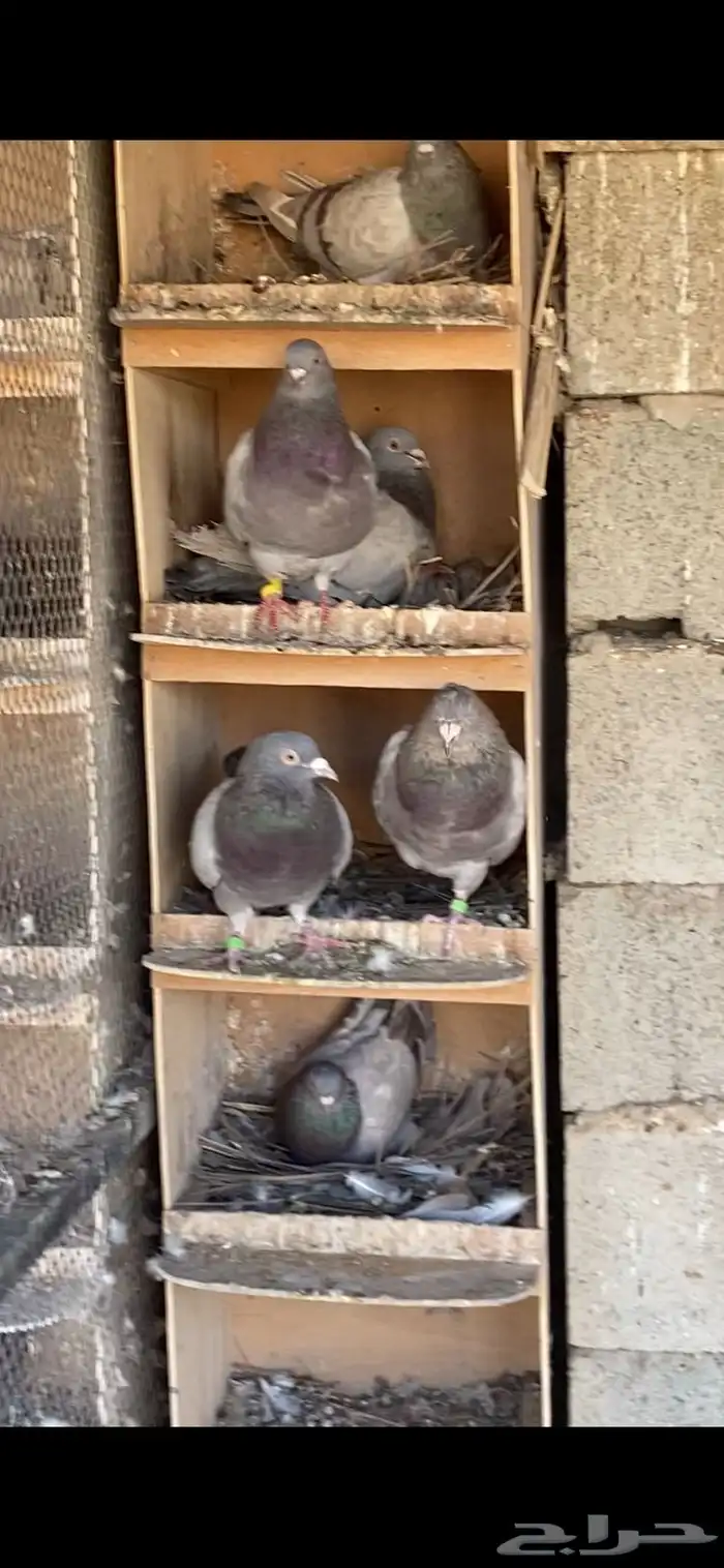 القصيم - القرين 0