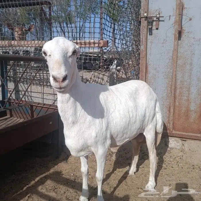 رفيده طيبه بالحيل 2