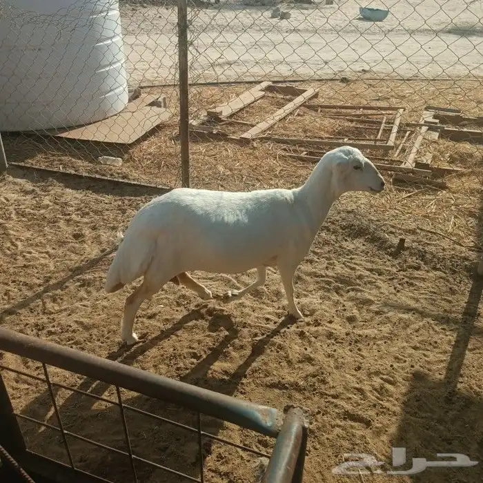 رفيده طيبه بالحيل 8