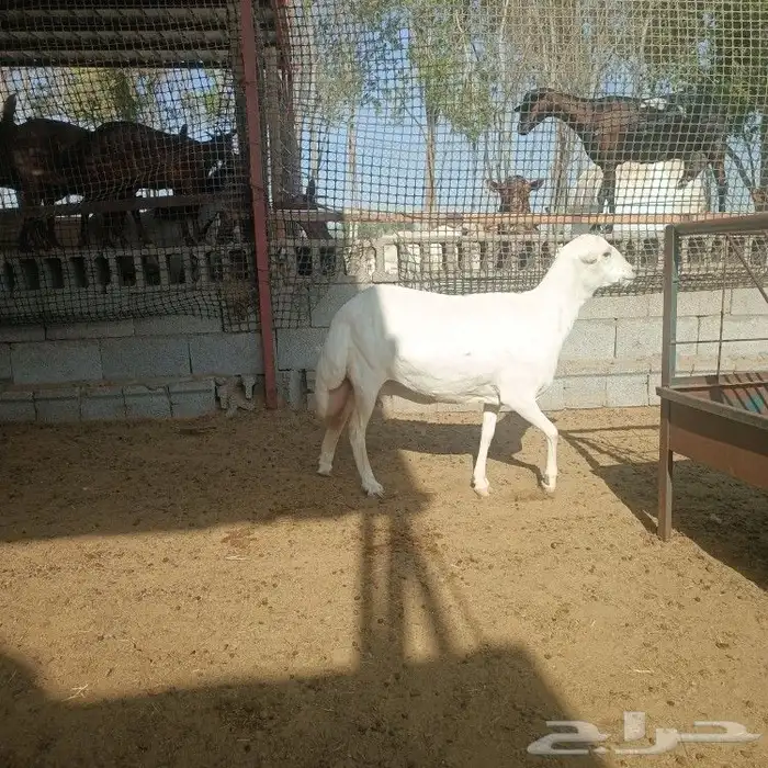 رفيده طيبه بالحيل 5