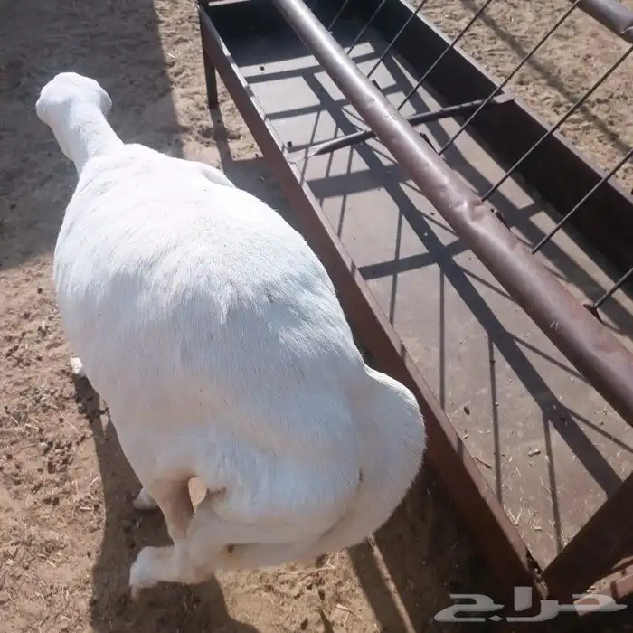 رفيده طيبه بالحيل 1