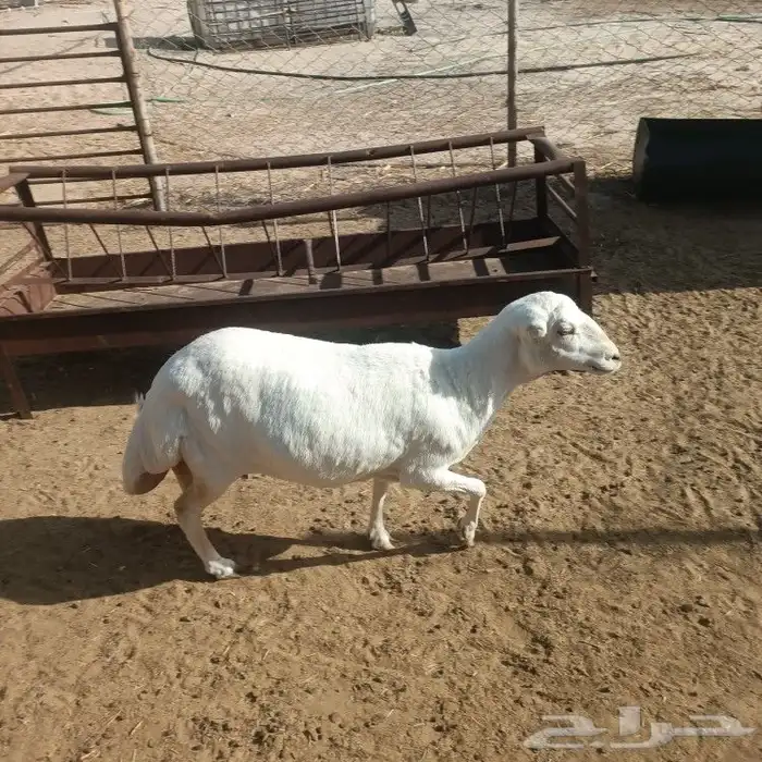 رفيده طيبه بالحيل 4