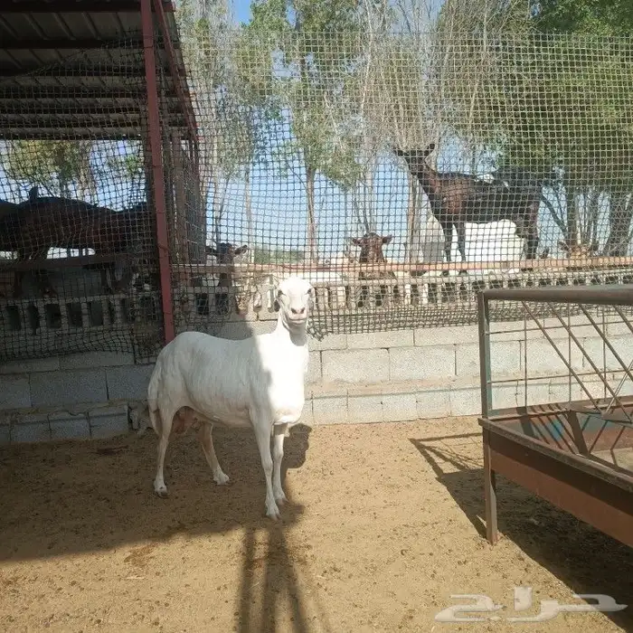 رفيده طيبه بالحيل 6