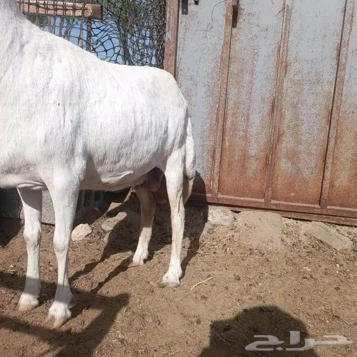 رفيده طيبه بالحيل 7