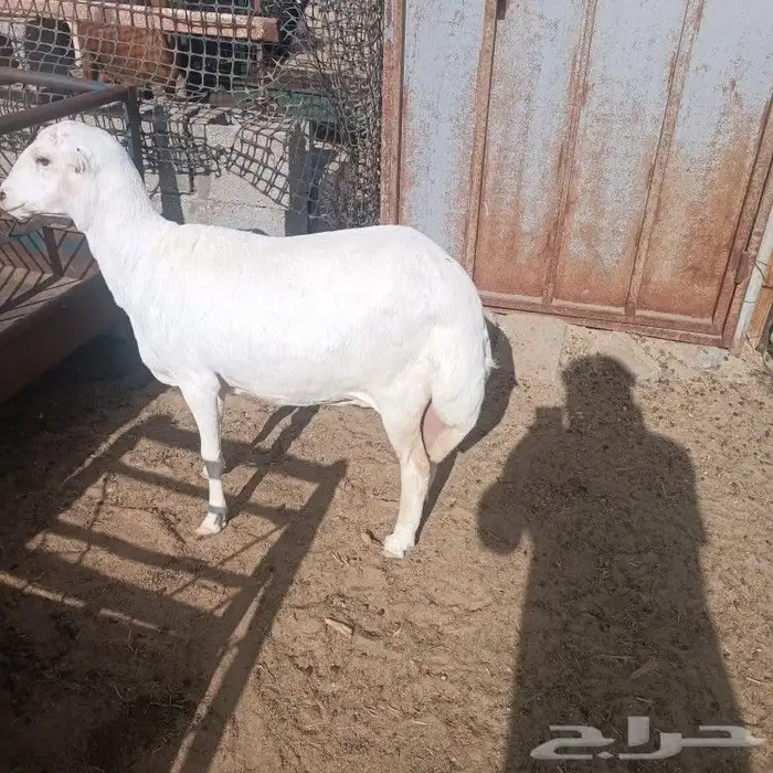 رفيده طيبه بالحيل 3