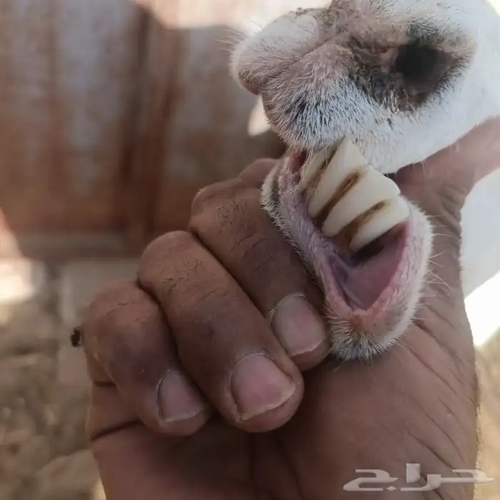 رفيده طيبه بالحيل 0