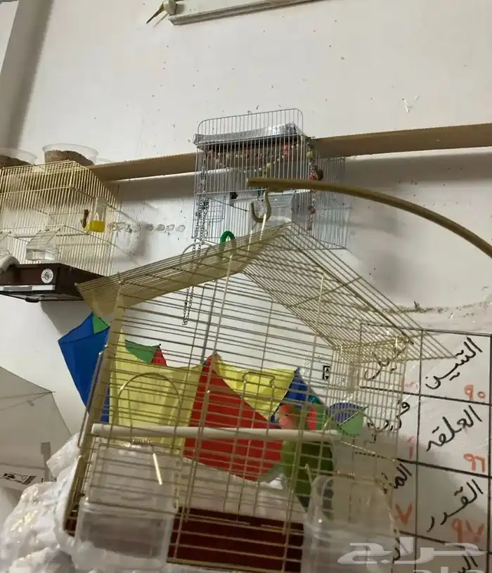 مجموعة طيور للبيع 3