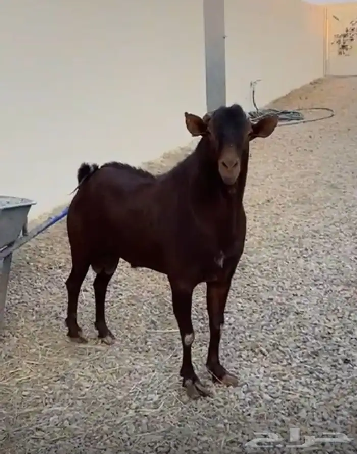 تيس جنوبي للبيع جرم طيب وفاخر 4