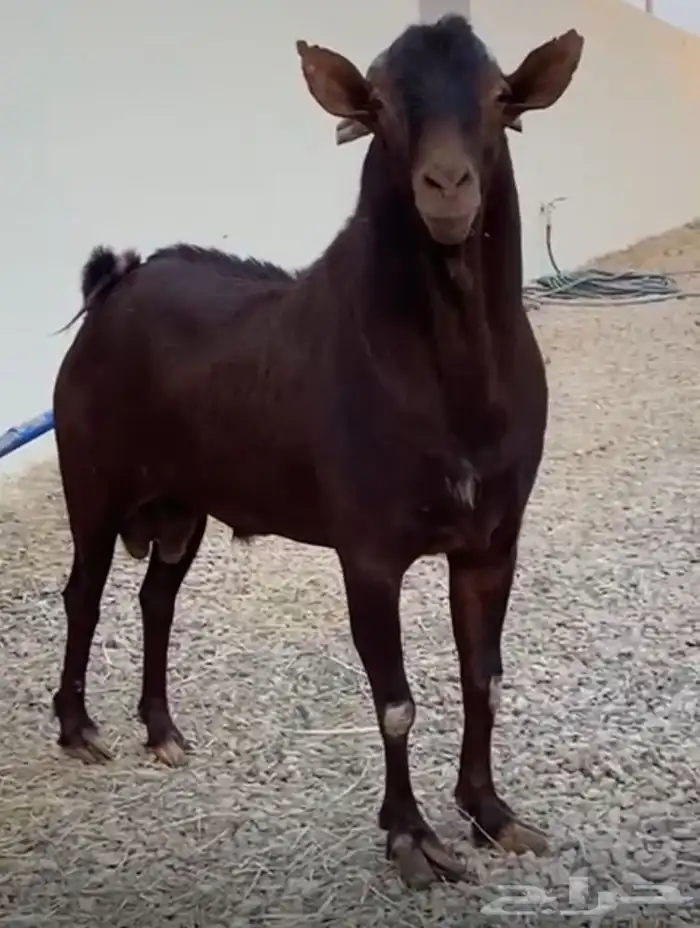 تيس جنوبي للبيع جرم طيب وفاخر 0