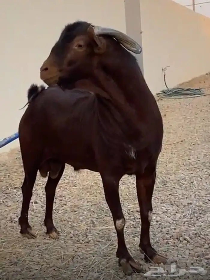 تيس جنوبي للبيع جرم طيب وفاخر 2