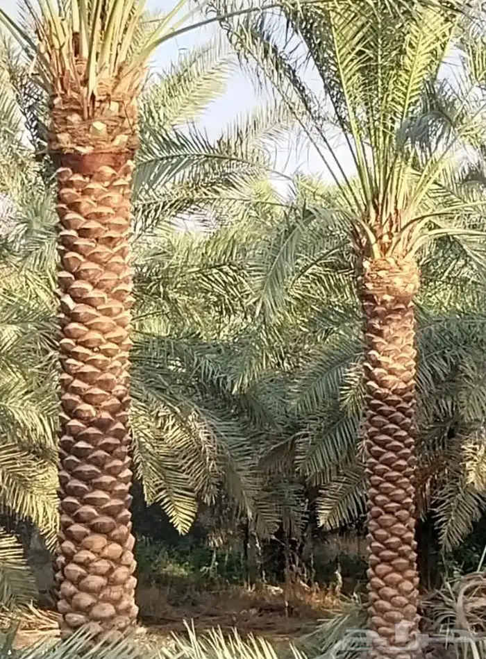 نخل للبيع 0