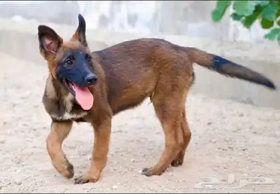 عرض لمنتجين كلاب المالينو index