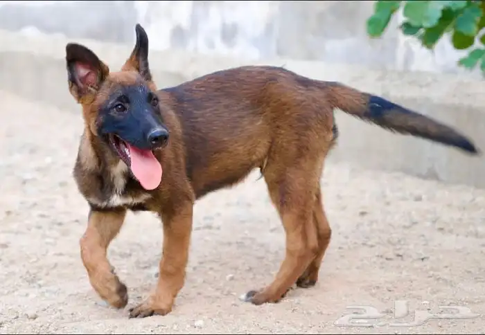 عرض لمنتجين كلاب المالينو 8