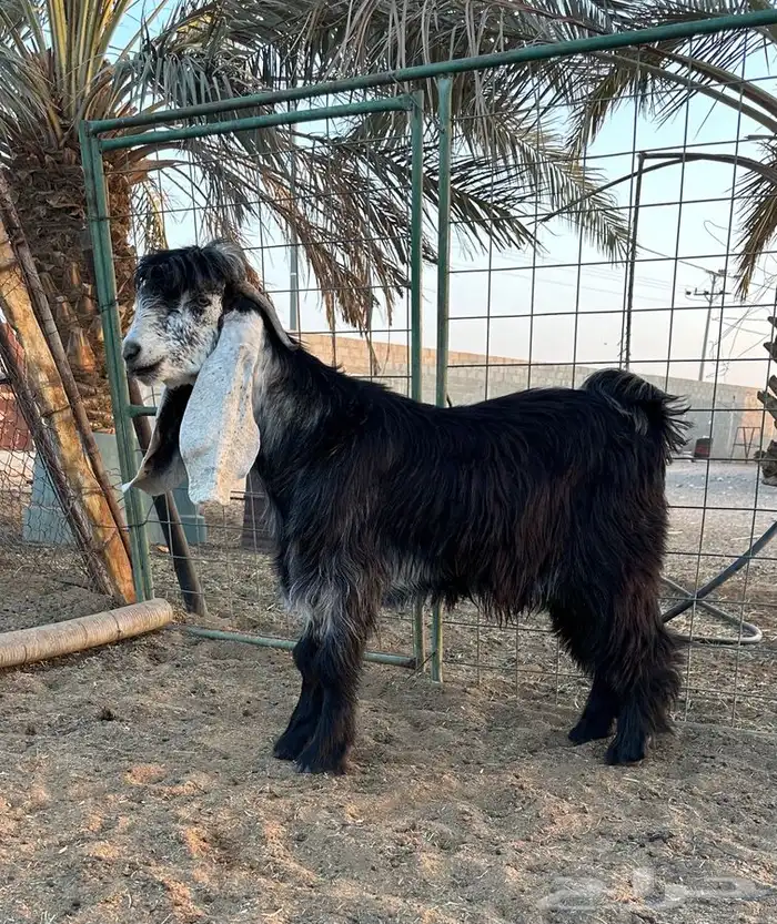 تيس عارضي طيب 0