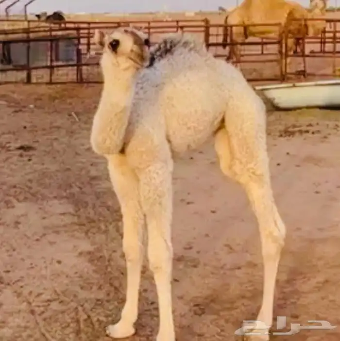 بعير للبيع 3