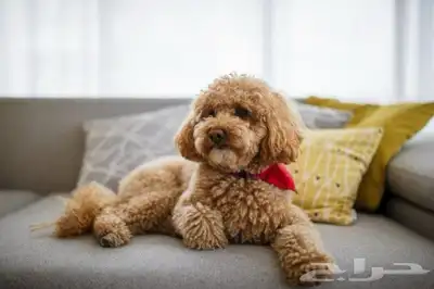 جراوي توي بودل بيور الوان ريد وبني مستوى توب اهالي مستوردين index