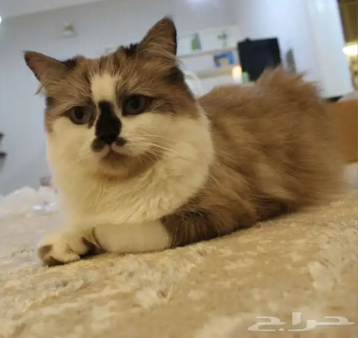 للبيع او التبني قطة وبنتها الصغيره 2