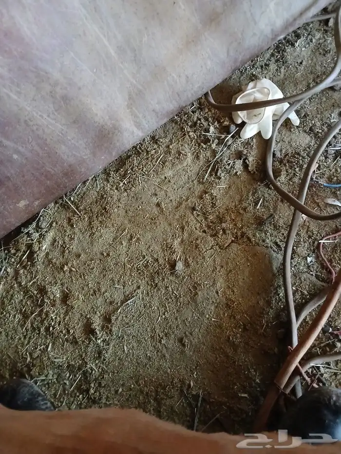 شبوك غنم ومغاطس وقراشيع مواصير زوي مشكل 4