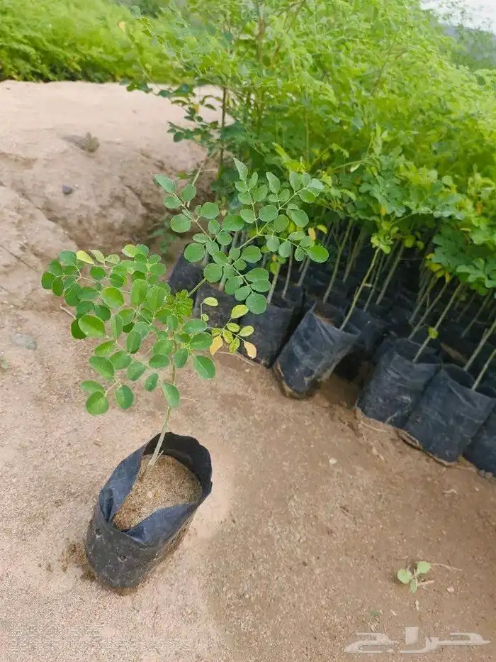 The tree is the long Indian jujube Ziziphus mauritiana or th 5