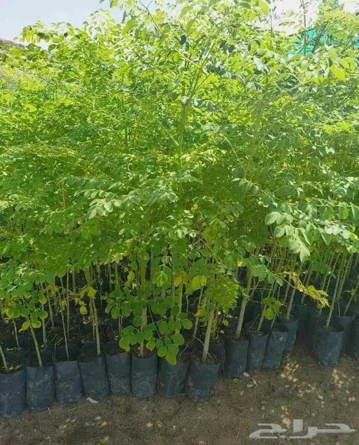 The tree is the long Indian jujube Ziziphus mauritiana or th 4