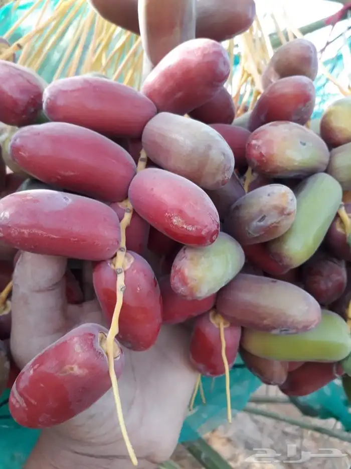 نخل للاجار 5