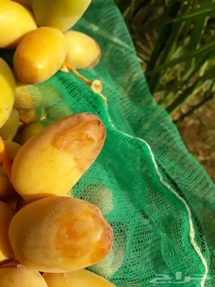 نخل للاجار 7