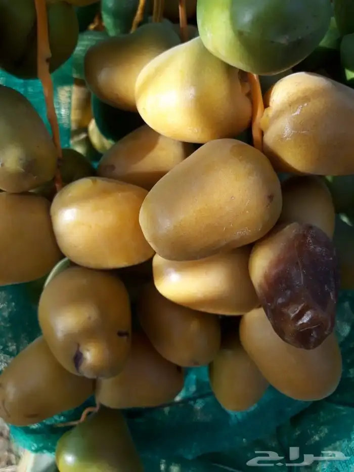 نخل للاجار 6