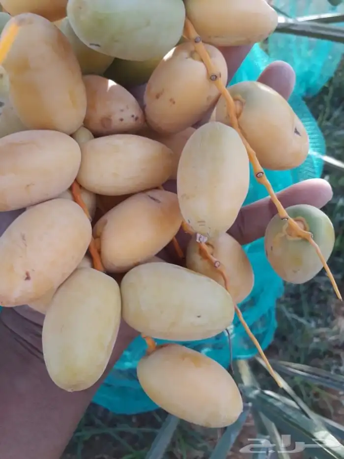 نخل للاجار 4