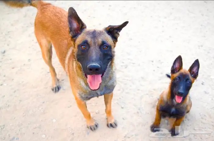 عرض لمنتجين كلاب المالينو 0