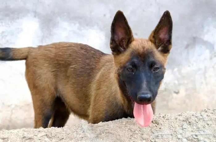 عرض لمنتجين كلاب المالينو 7