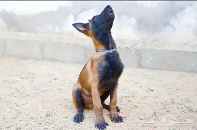 عرض لمنتجين كلاب المالينو index