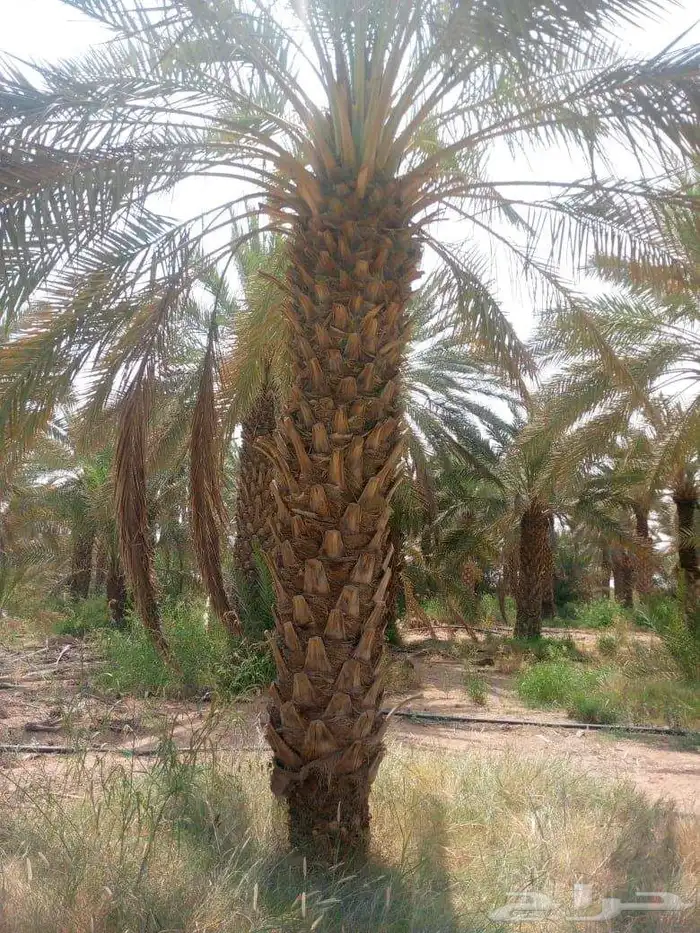 نخل للبيع خلاص صقعي برحي سكري شيشي واشنطني وفسايل وفروخ 12