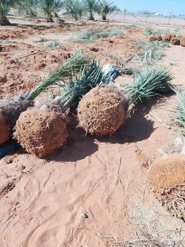 نخل للبيع مثمر جثايث نقايل 0