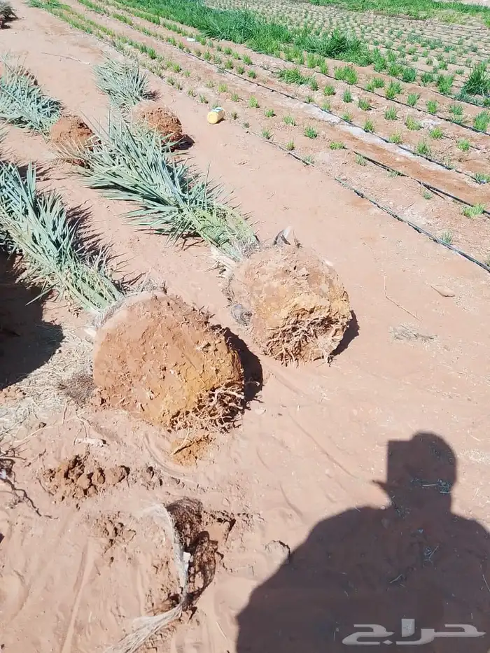 نخل للبيع مثمر جثايث نقايل 2