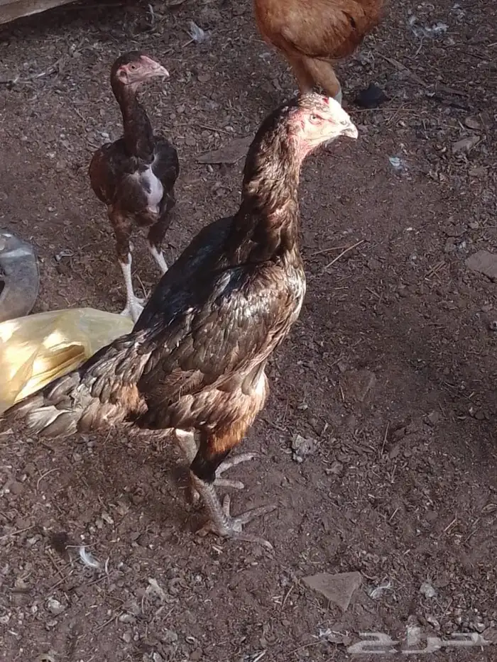 دجاجه الماني 1