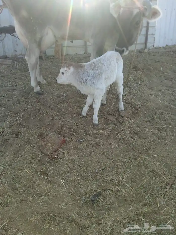 بقرة المانيه معها ولدها بالبكيريه 1