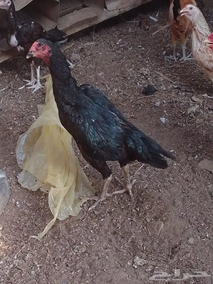 دجاجه الماني 0