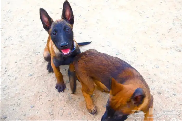 عرض لمنتجين كلاب المالينو 3