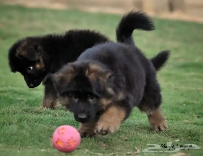 افضل انواع الكلاب .جراوي . كلاب لحراسة الحلال اقامه.تدريب 4