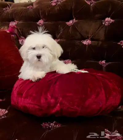 كلب مالتيز index